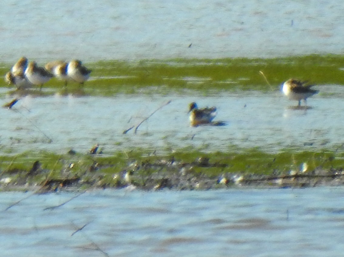 Red-necked Phalarope - ML341568611