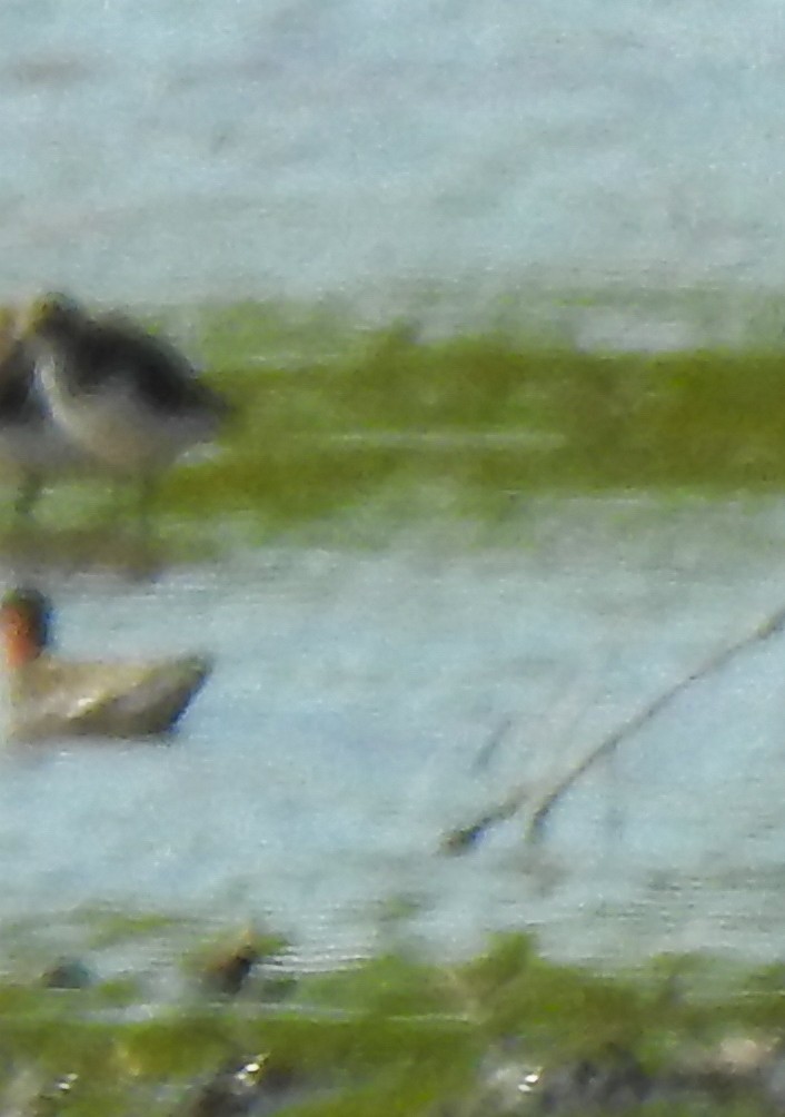 Red-necked Phalarope - ML341568621