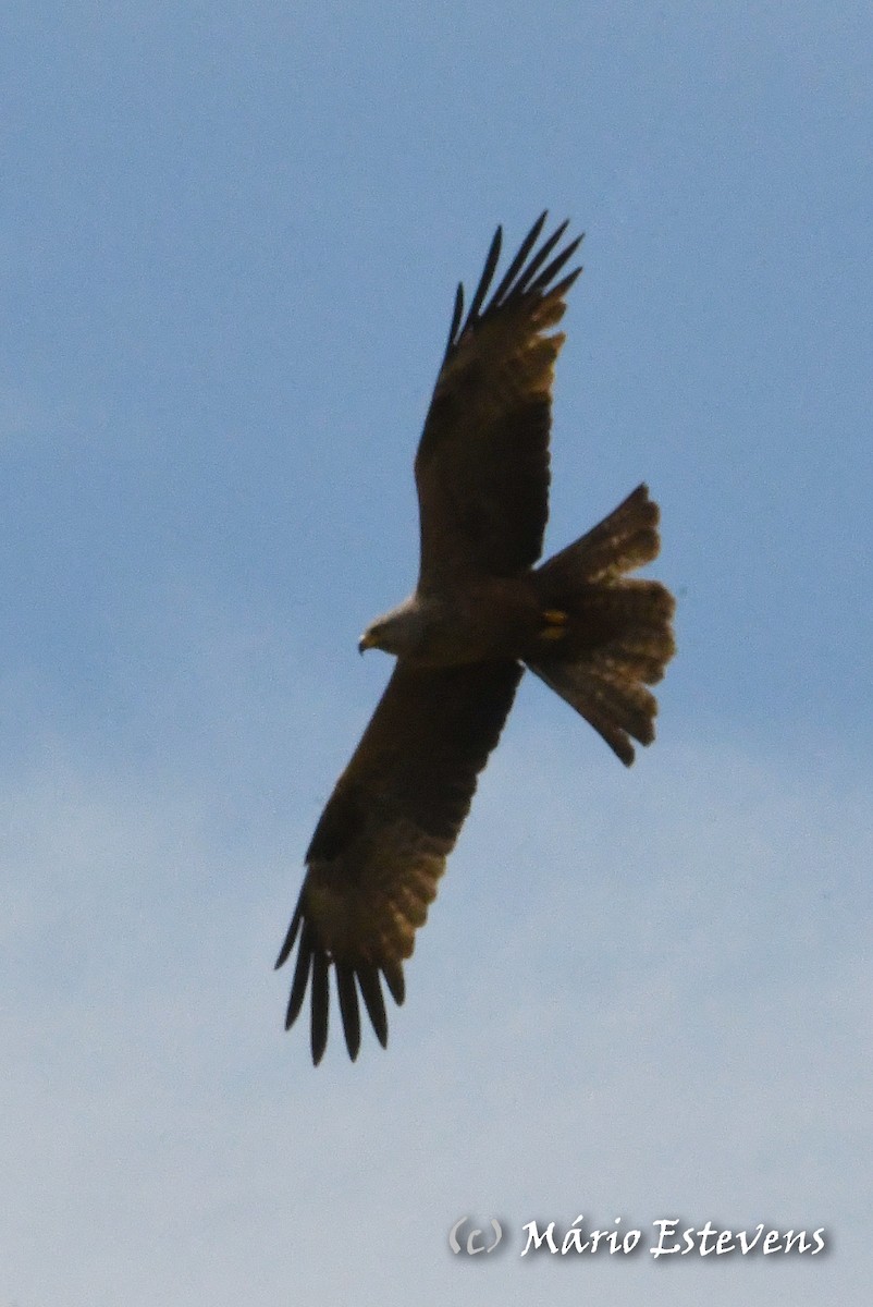 黑鳶 - ML341568701