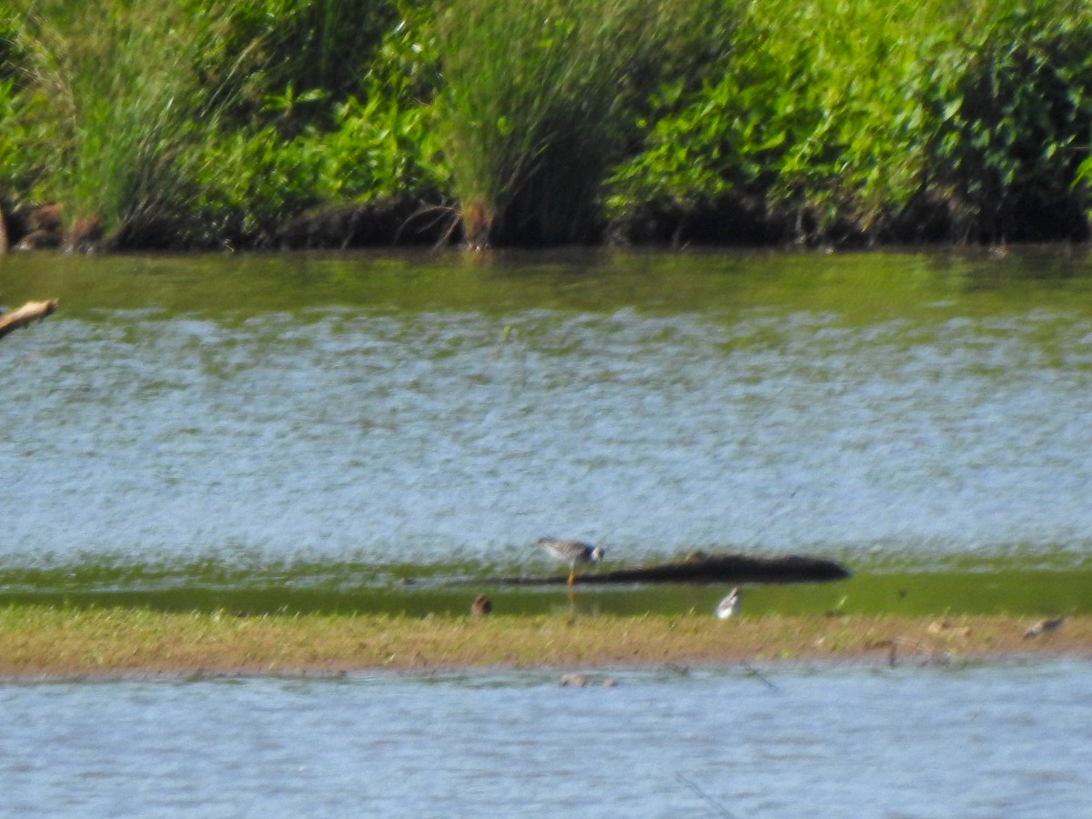 Greater Yellowlegs - ML341568741