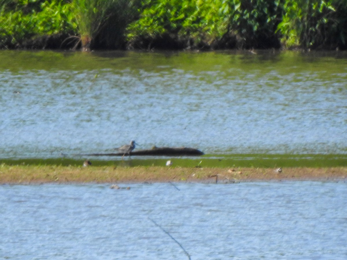 Greater Yellowlegs - ML341568751