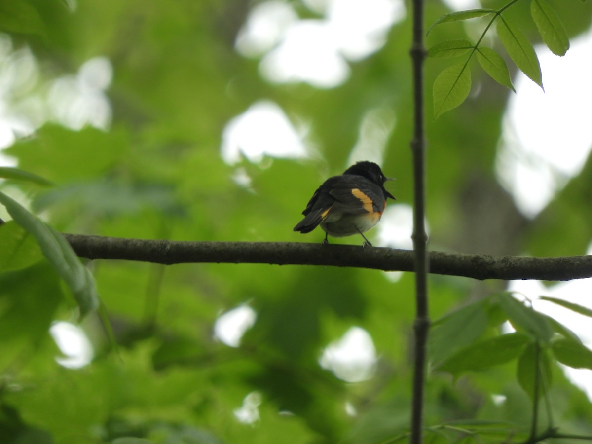 American Redstart - ML341568921