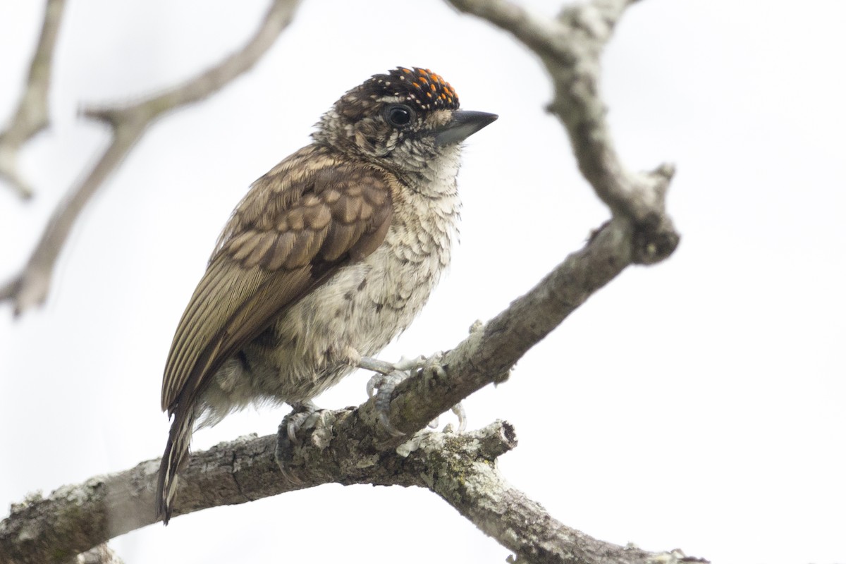 Scaled Piculet - ML341568961