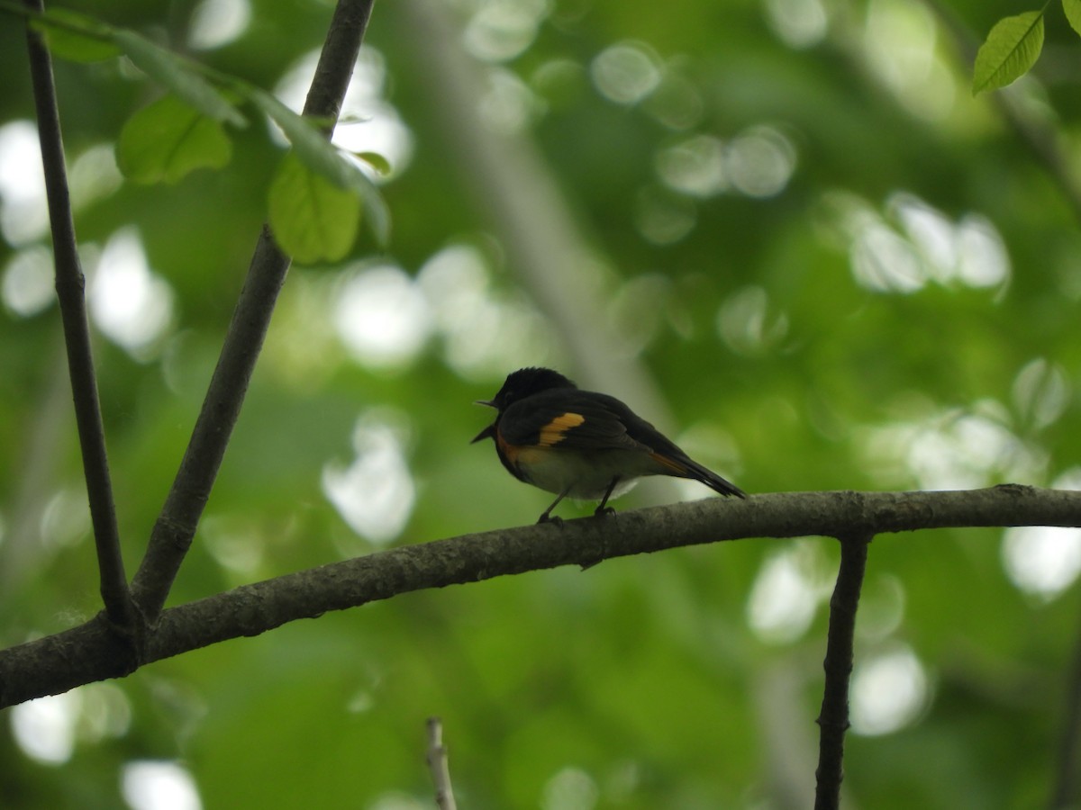 American Redstart - John McKay