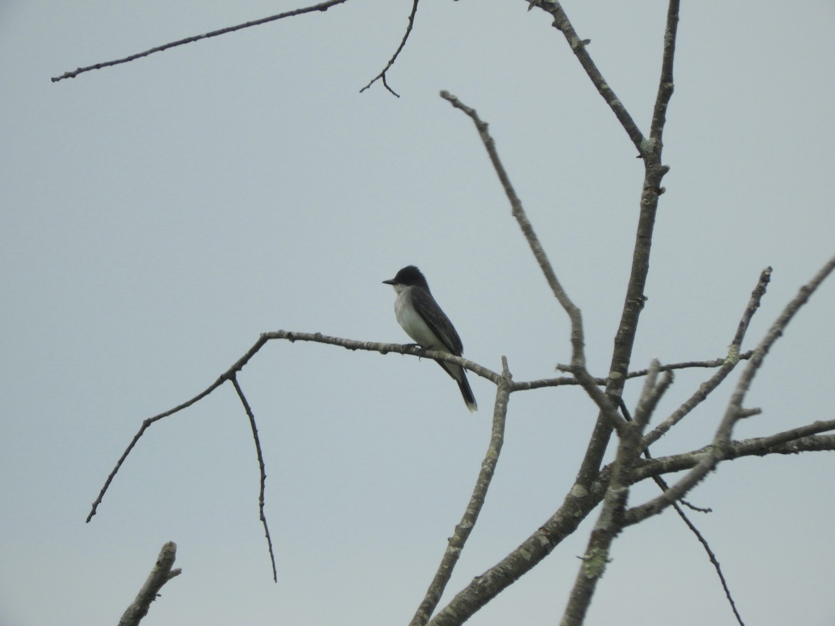 Eastern Kingbird - ML341569081