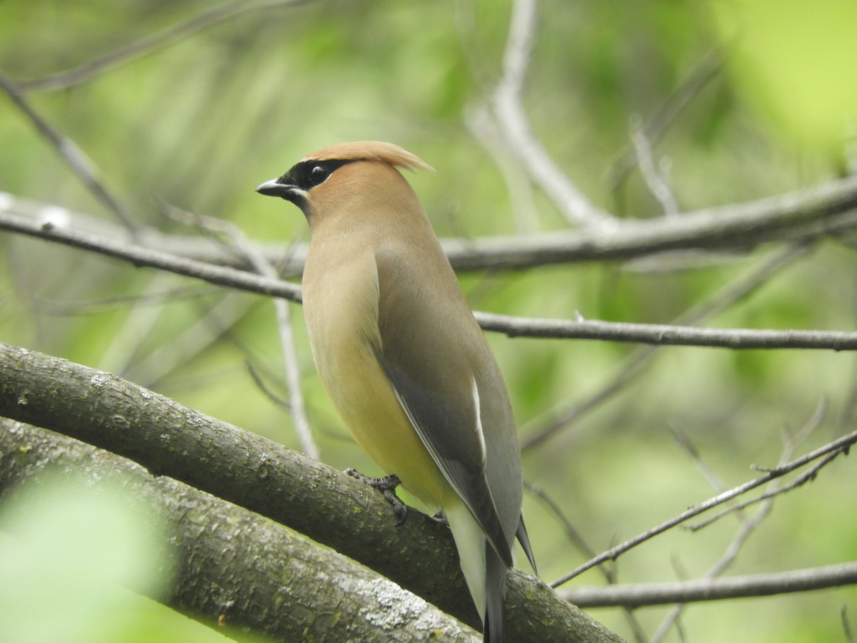 Cedar Waxwing - ML341569241