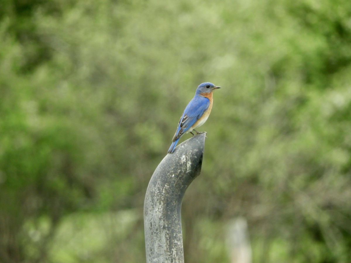 Eastern Bluebird - ML341569571