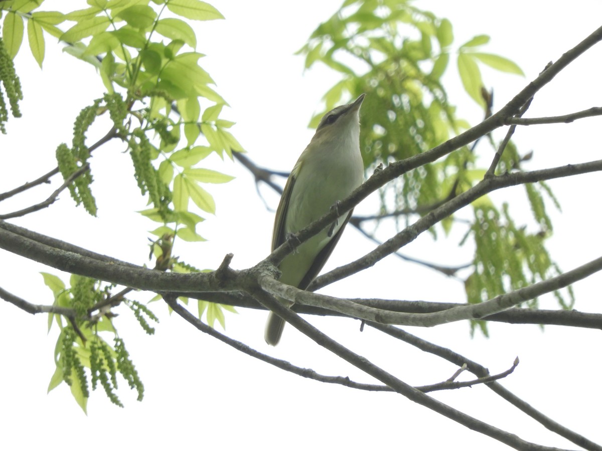 Red-eyed Vireo - ML341569791