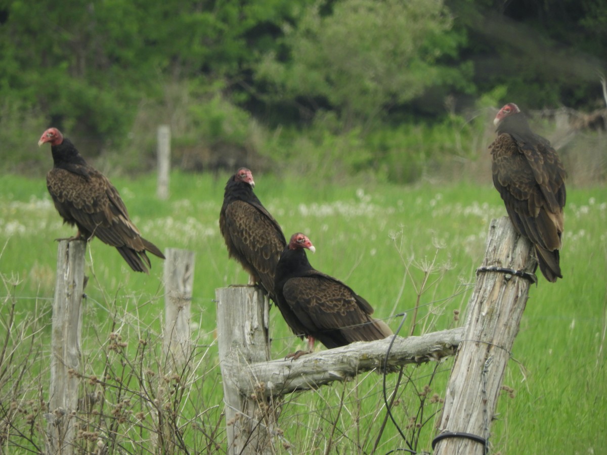 Turkey Vulture - ML341569891