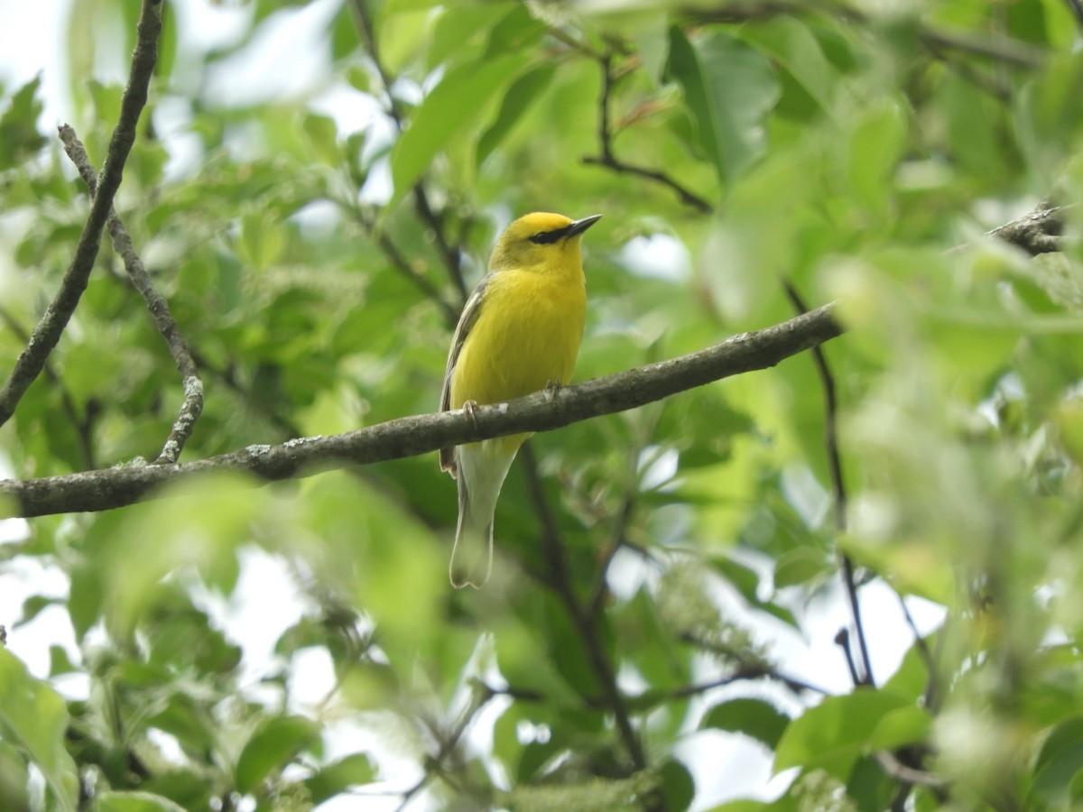 Blue-winged Warbler - John McKay