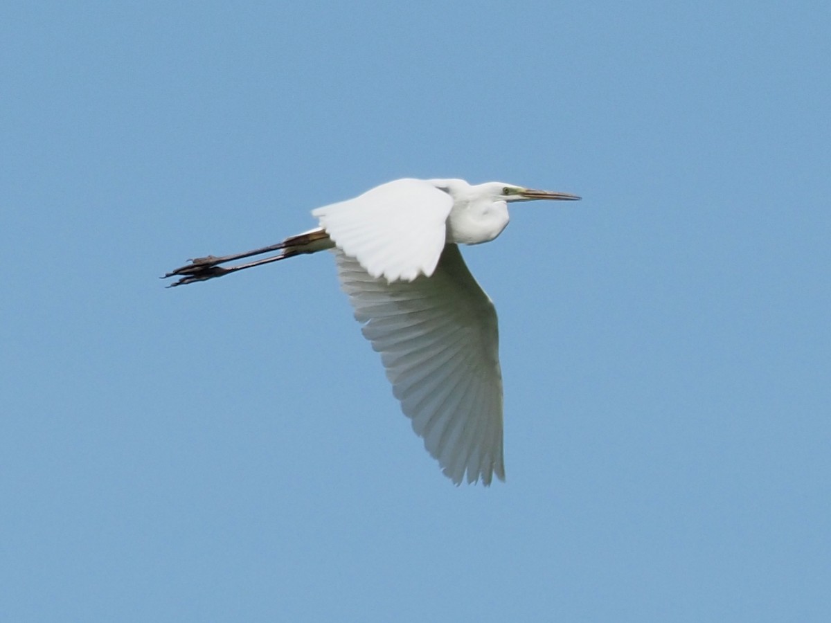 Great Egret - ML341573711