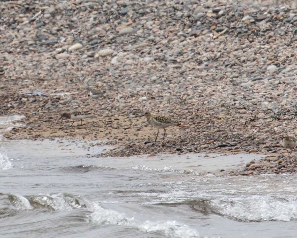 流蘇鷸 - ML341573871