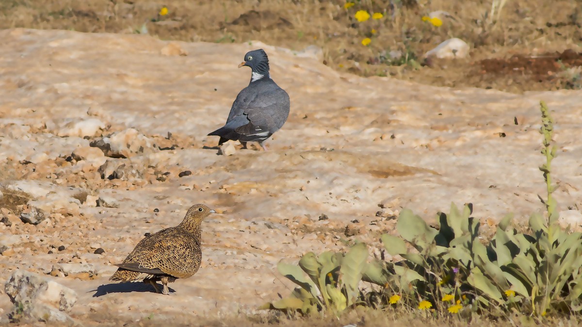 Black-bellied Sandgrouse - ML341574051