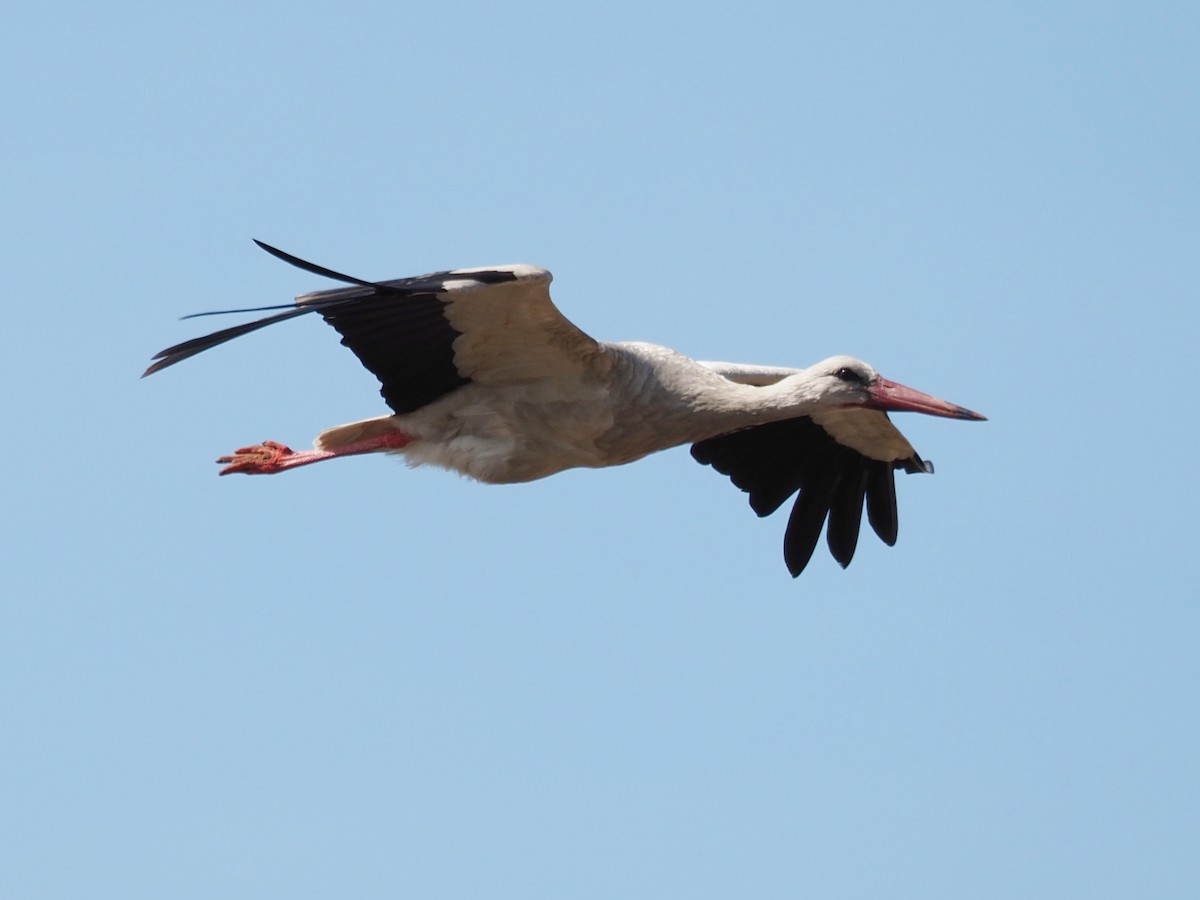 White Stork - ML341574651