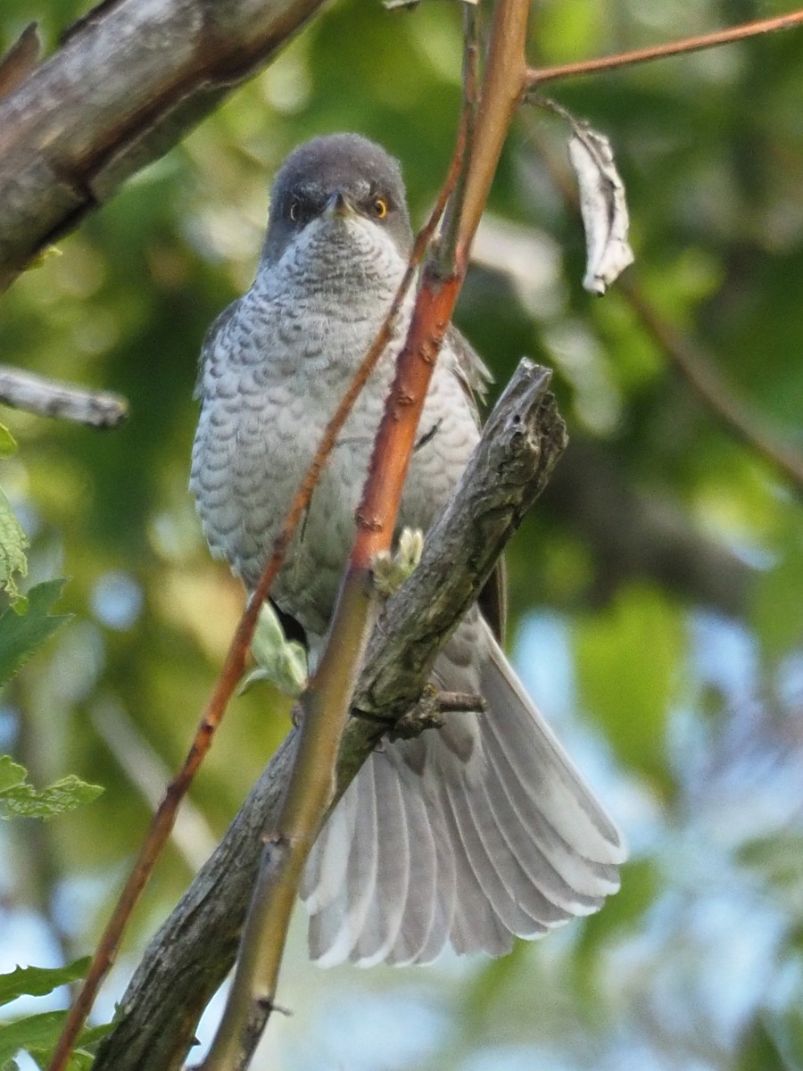 Barred Warbler - ML341575741