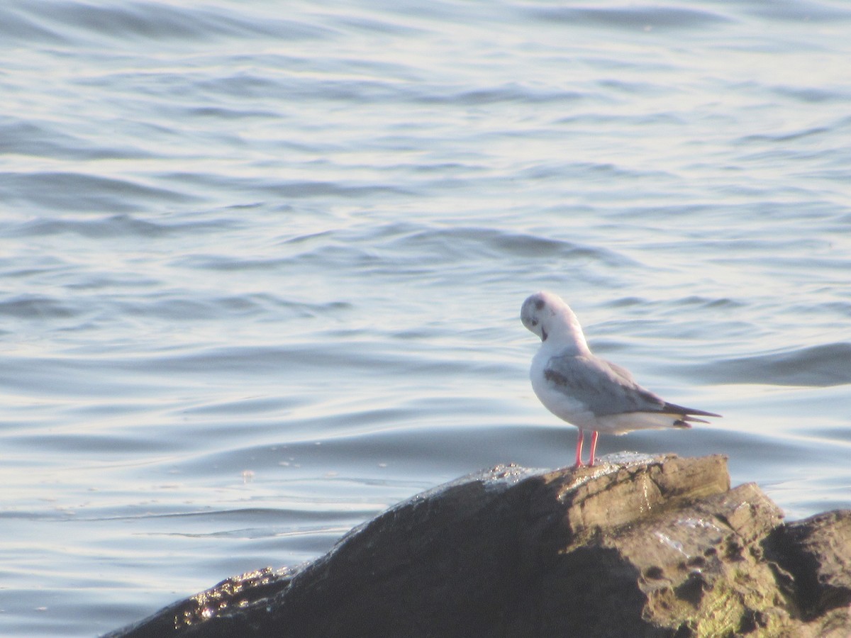 Bonaparte's Gull - ML341575991