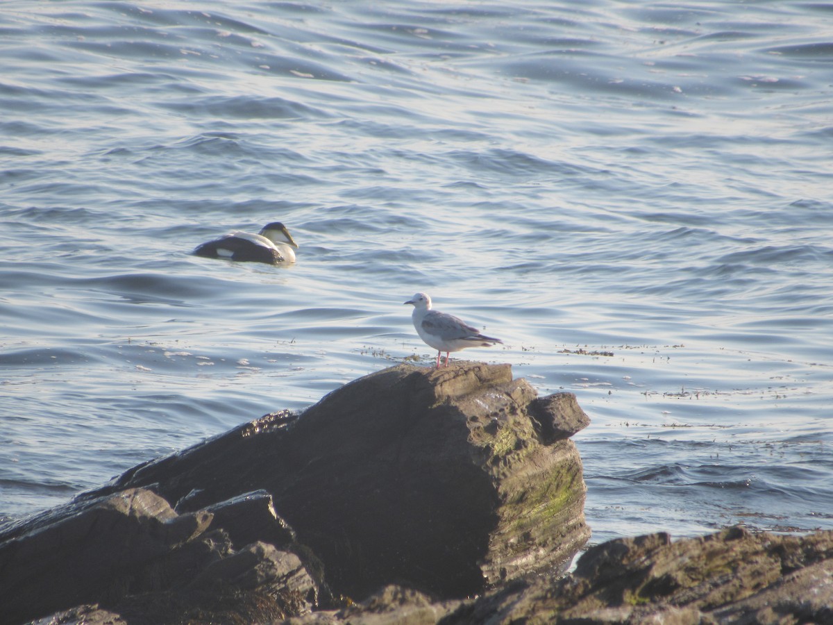 Bonaparte's Gull - ML341576171