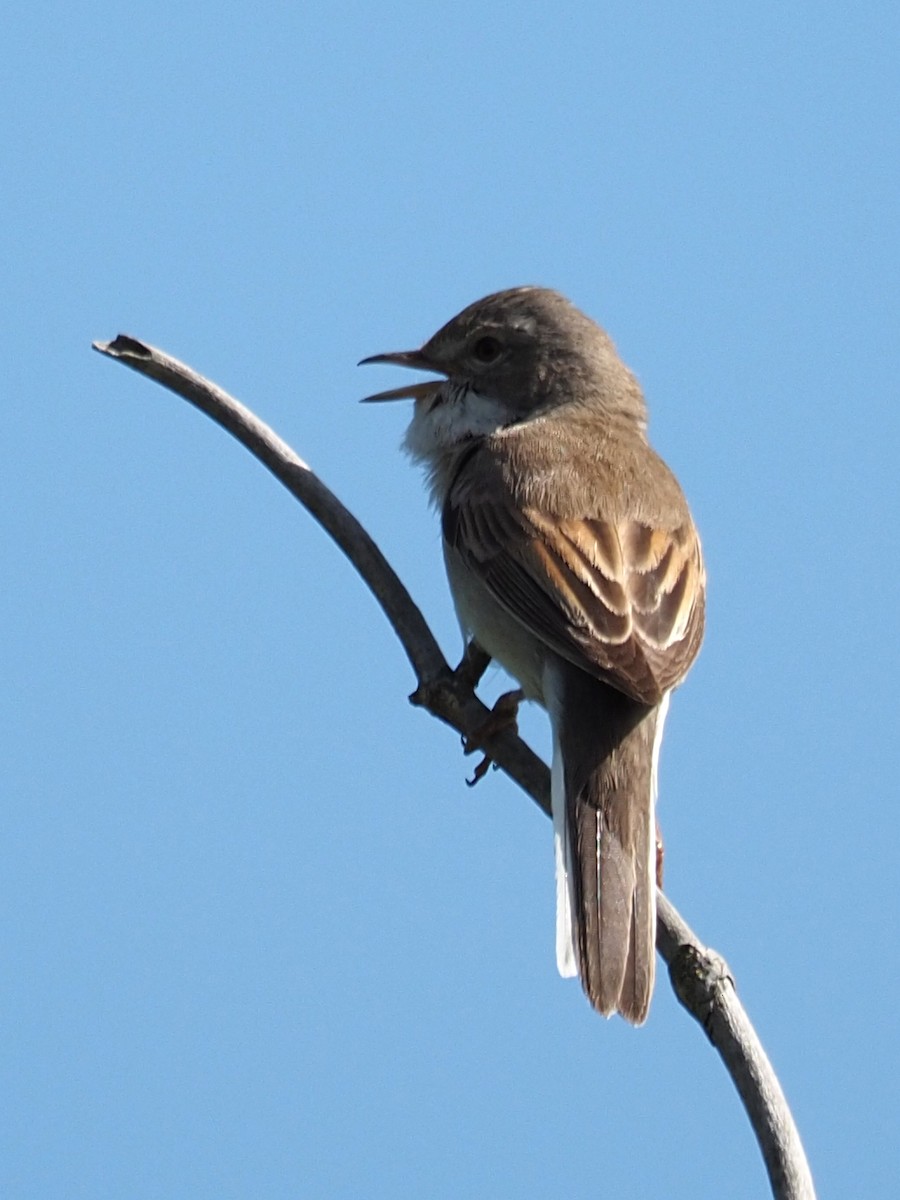 Greater Whitethroat - ML341576631