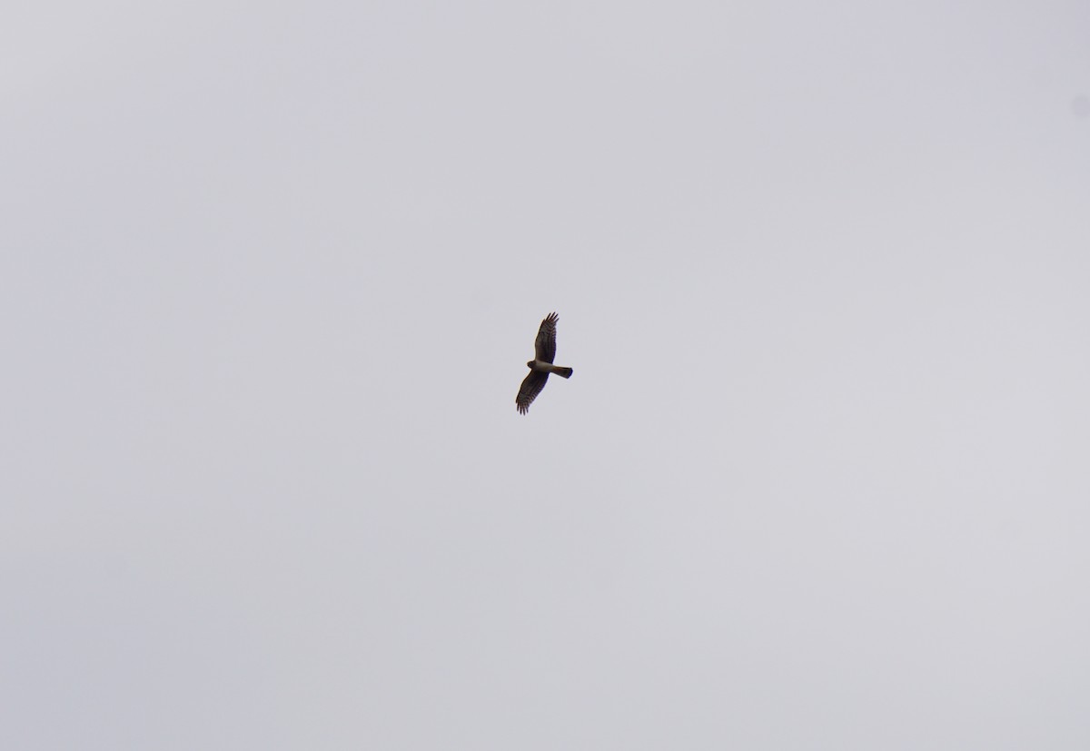 Northern Harrier - ML341577681