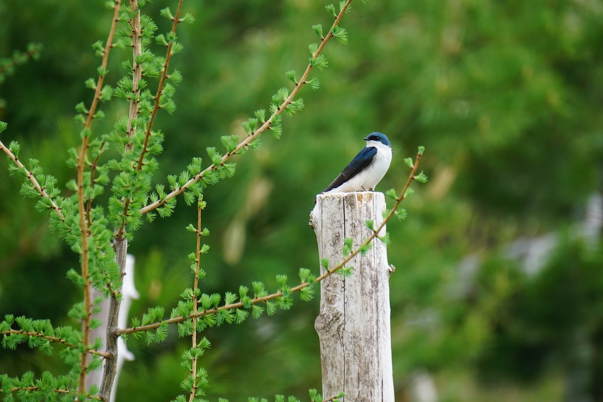 Tree Swallow - ML341577781