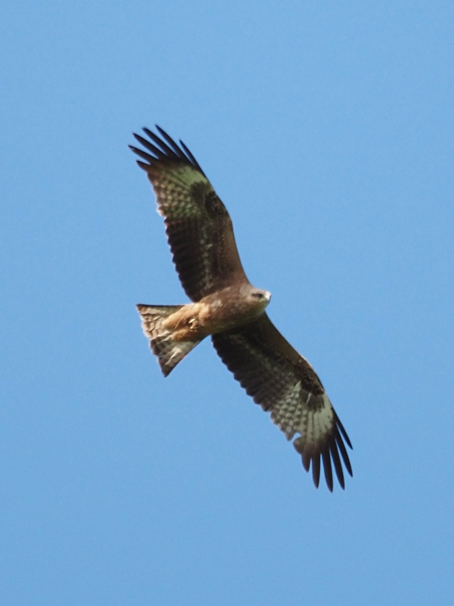 Black Kite - ML341578031