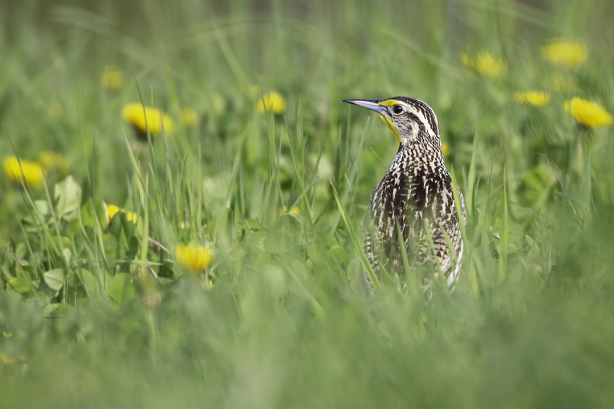 Western Meadowlark - ML341578091