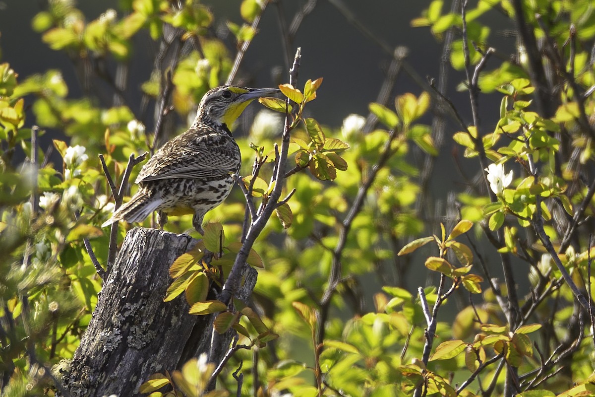 Western Meadowlark - ML341578131