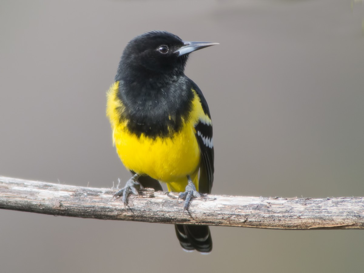 Oriole jaune-verdâtre - ML34157971