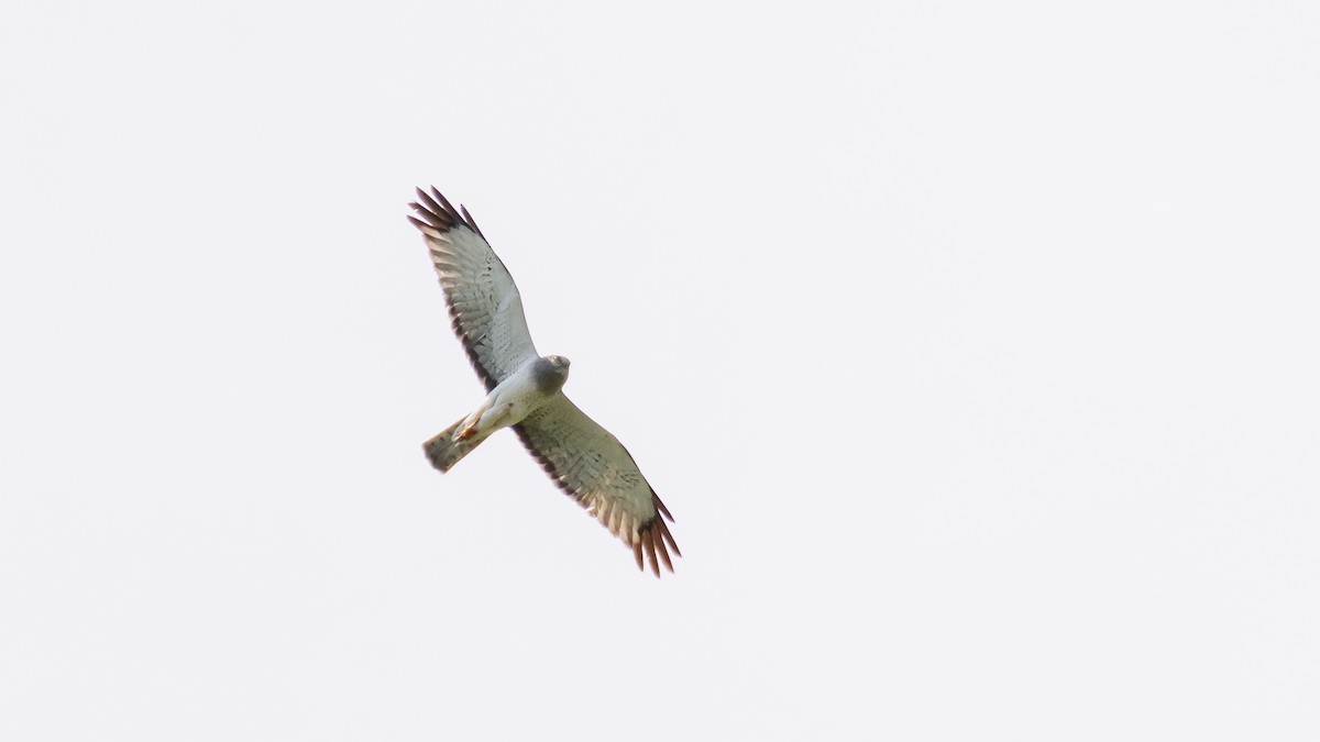 Northern Harrier - ML341579801