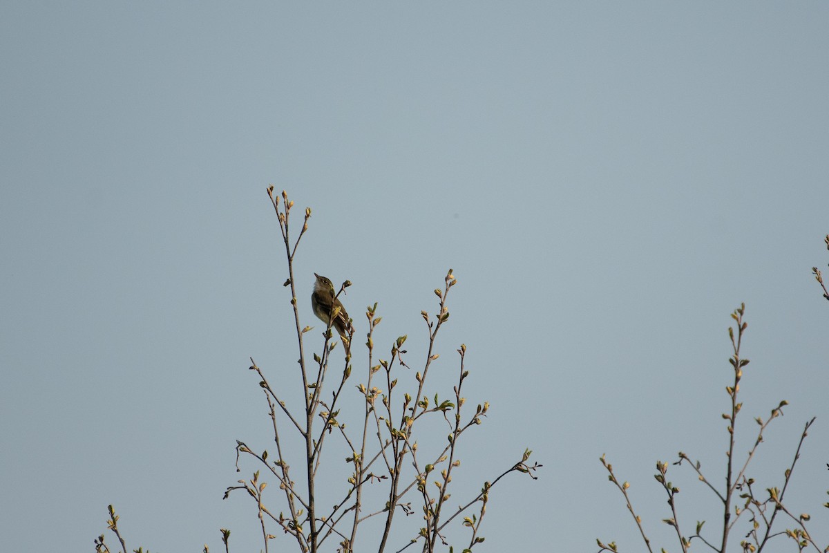 Alder Flycatcher - ML341581851