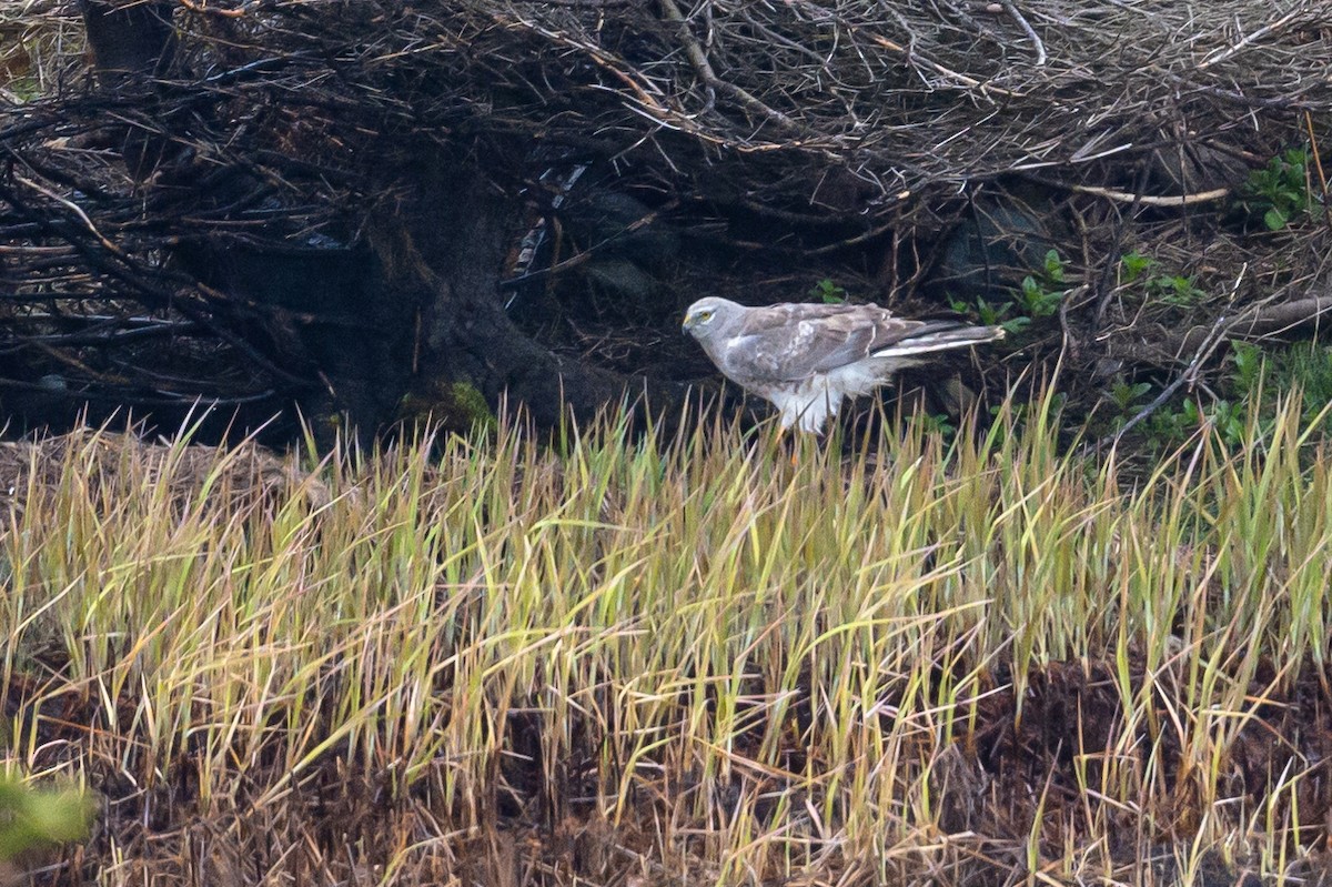Northern Harrier - Frank King