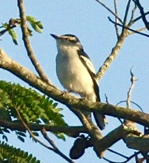 Pied Triller - ML341584711