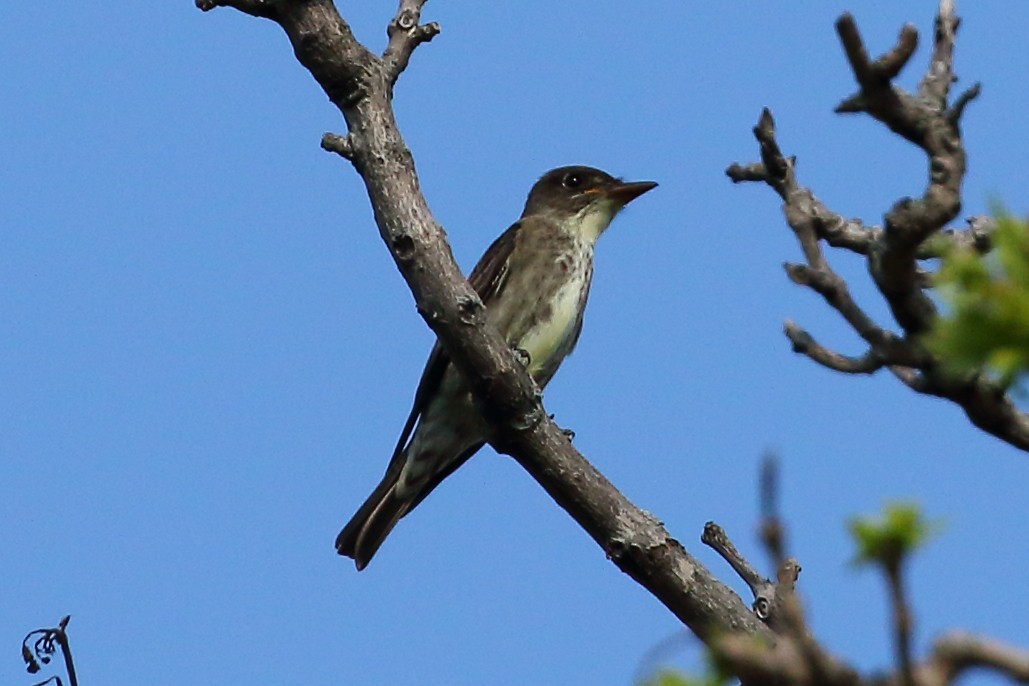 Olive-sided Flycatcher - Christopher Escott