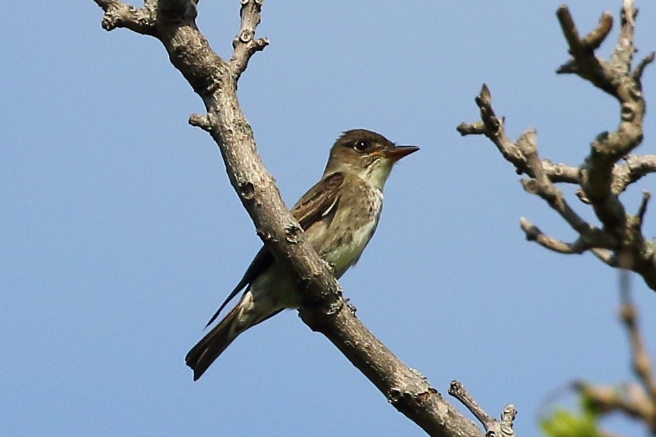 Olive-sided Flycatcher - Christopher Escott