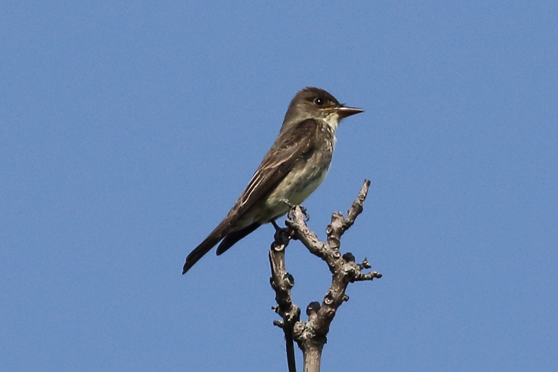 Olive-sided Flycatcher - Christopher Escott