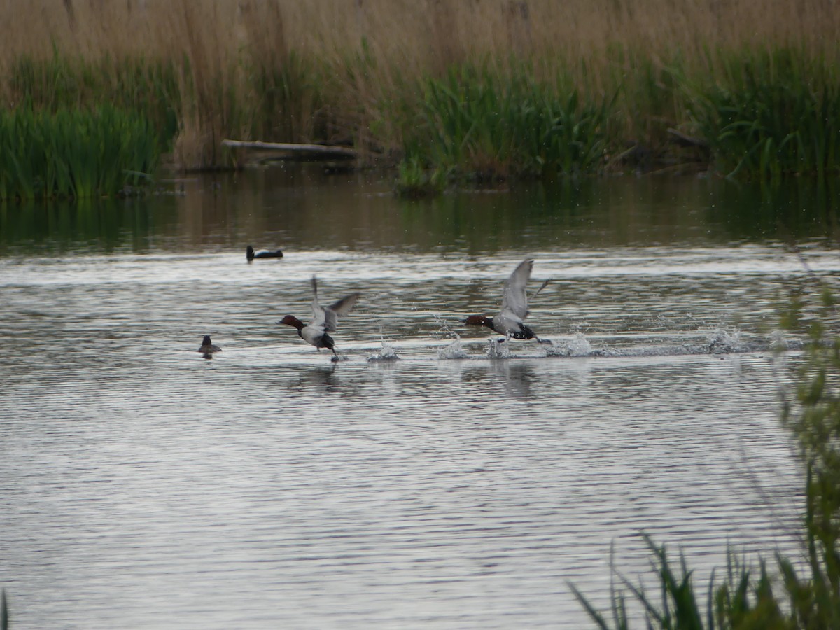 Common Pochard - ML341586391