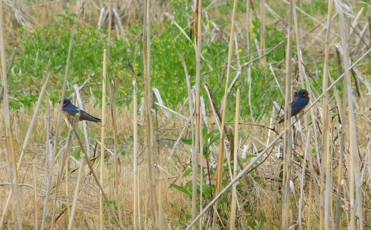 Golondrina Común - ML341586521