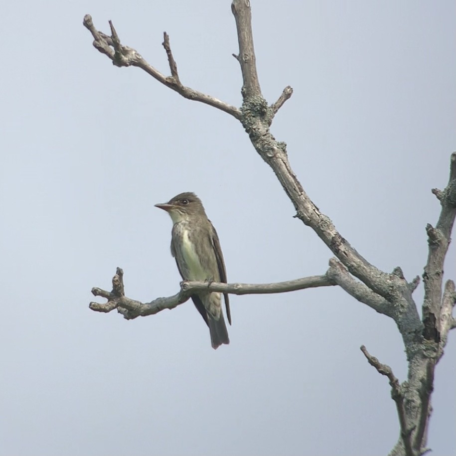 Olive-sided Flycatcher - angelique mori