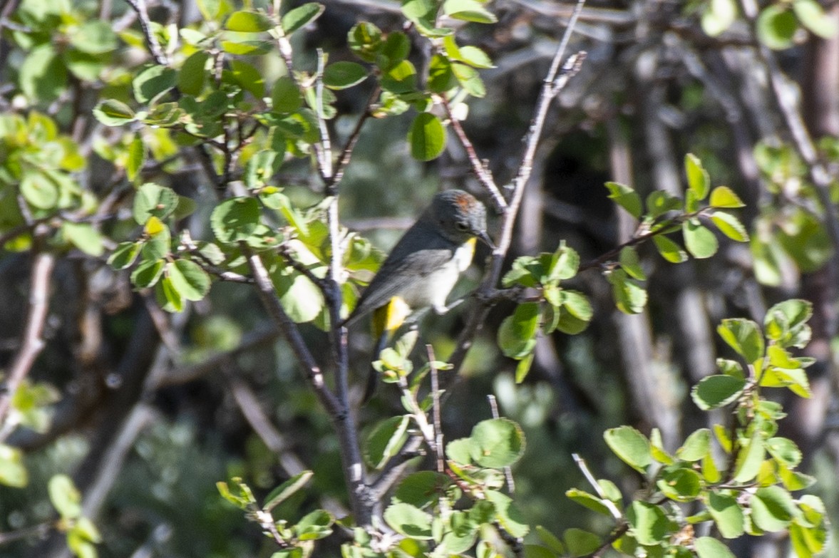 Virginia's Warbler - Brigitte Brantley