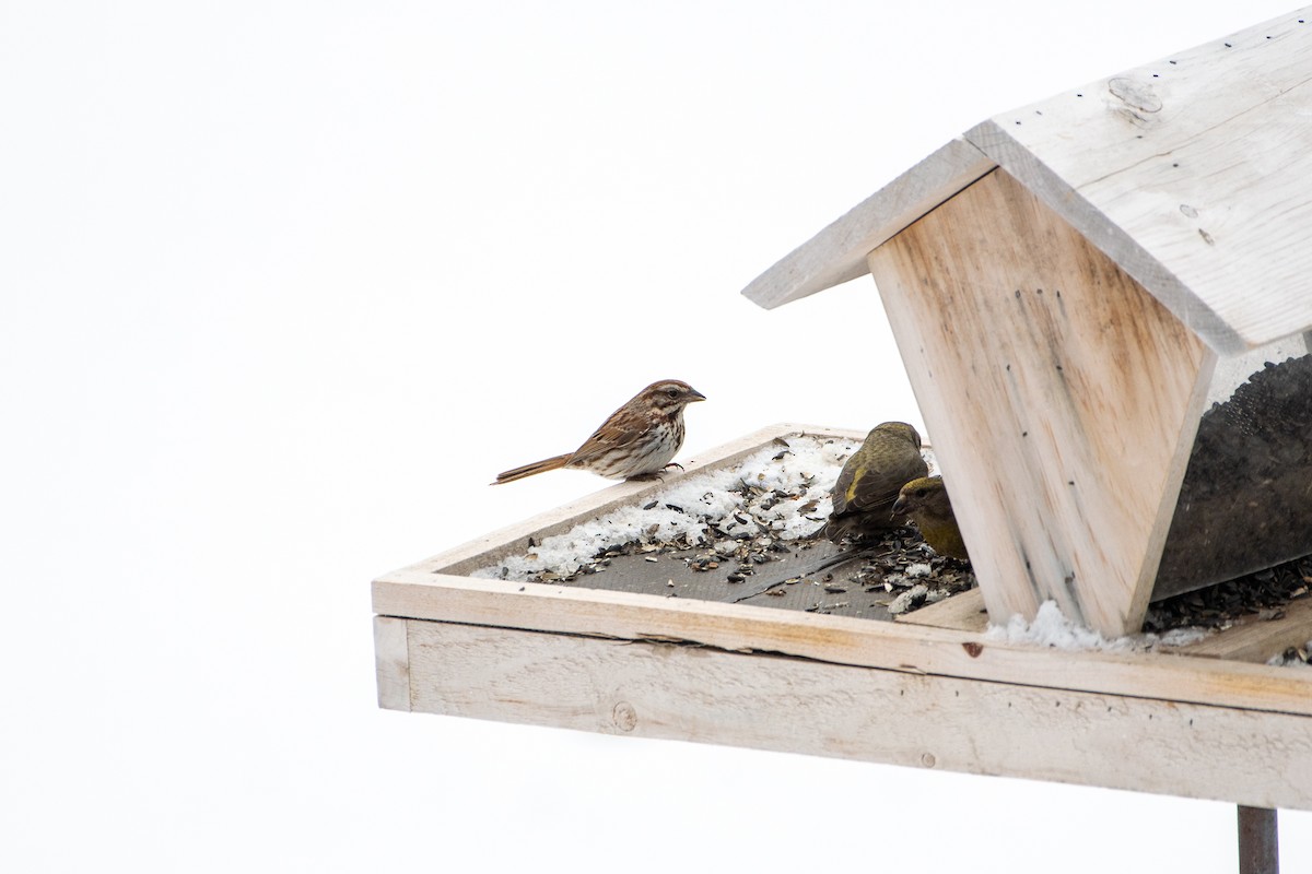 Song Sparrow - ML341588401