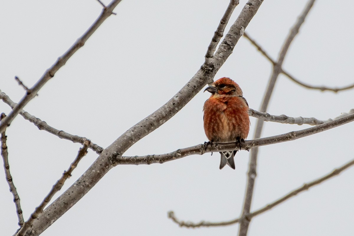 Red Crossbill (Western Hemlock or type 3) - ML341588501