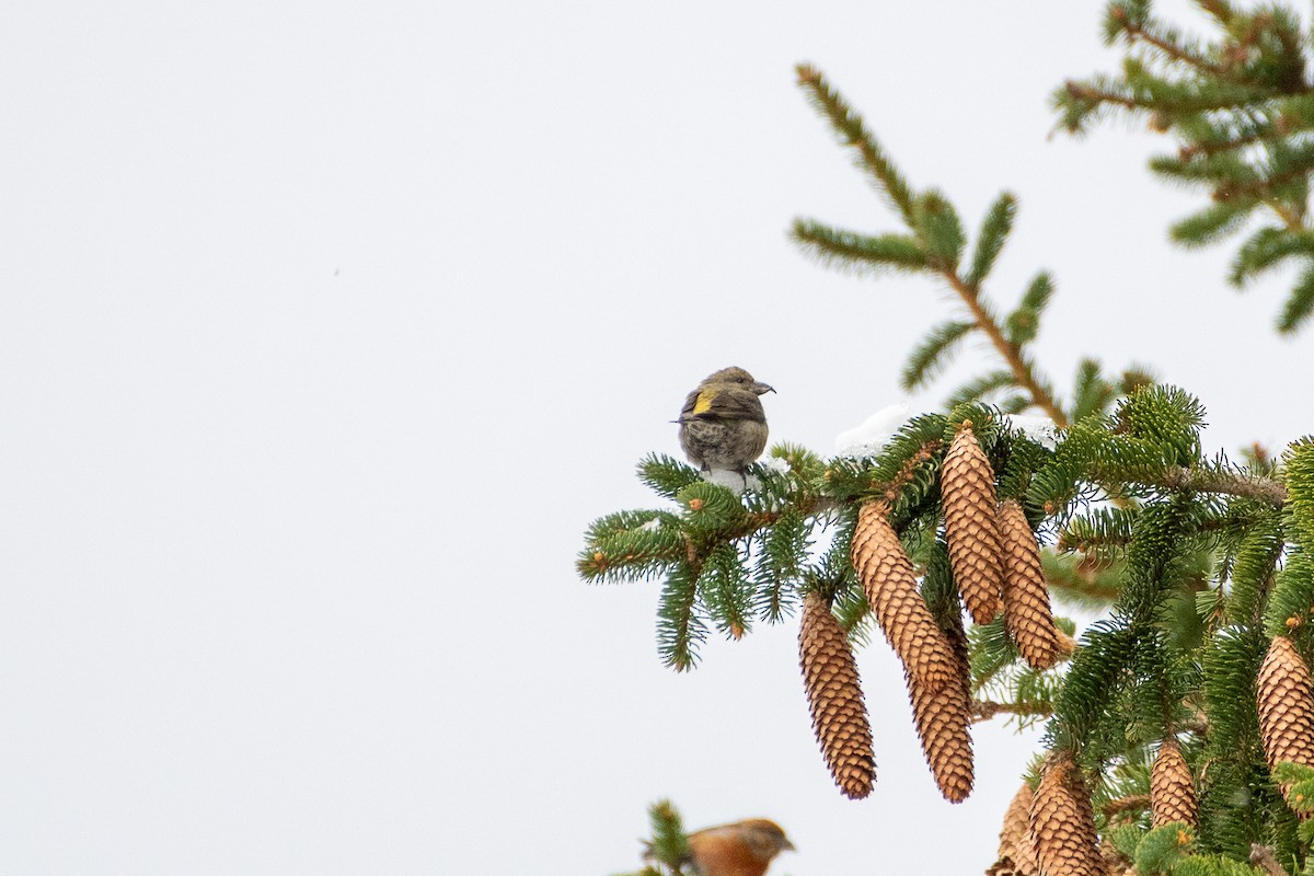 Red Crossbill (Western Hemlock or type 3) - ML341588621