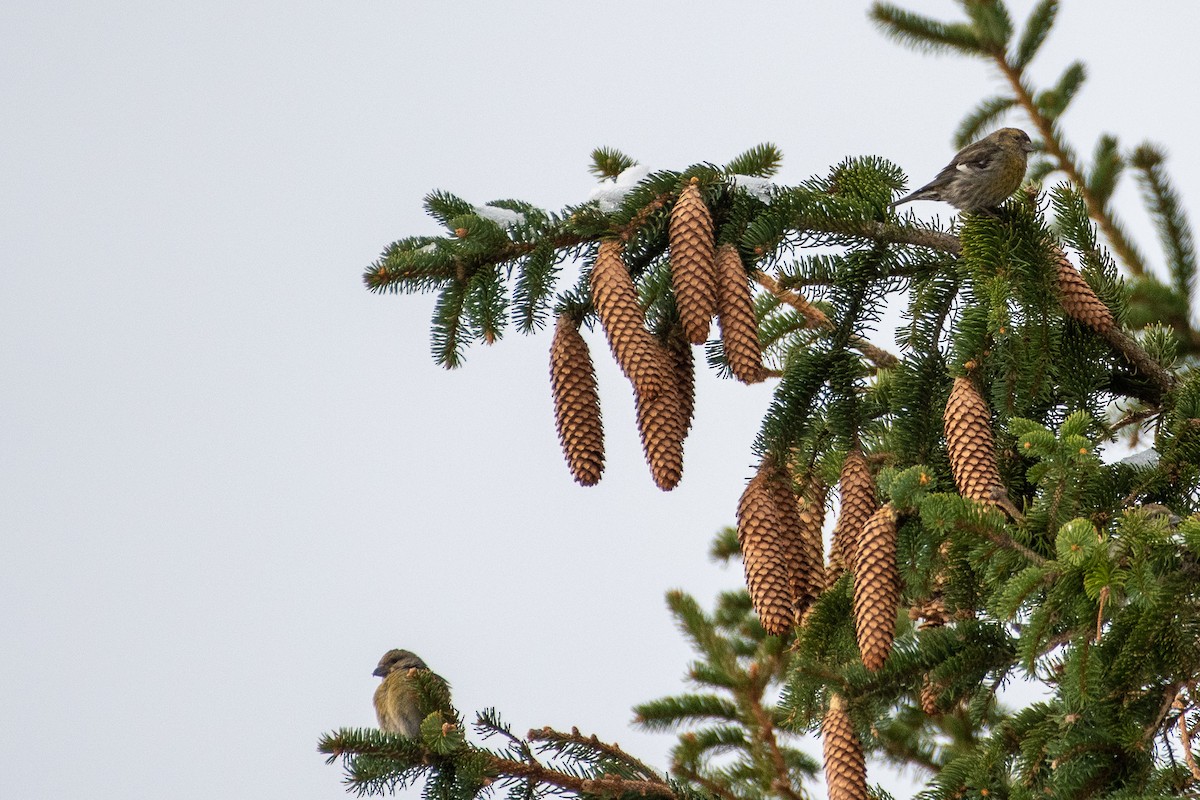 Red Crossbill (Western Hemlock or type 3) - ML341588671