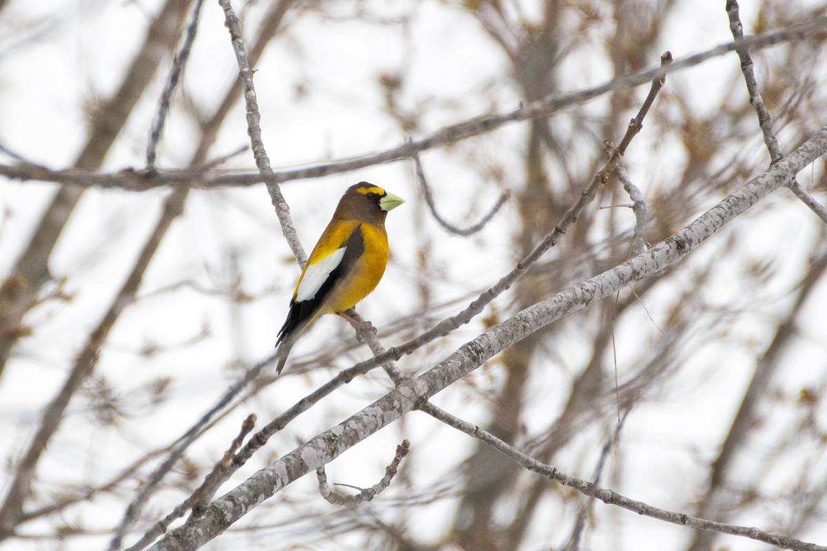 Evening Grosbeak (type 3) - ML341588691