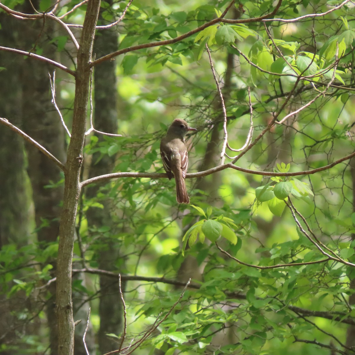 Great Crested Flycatcher - ML341588741