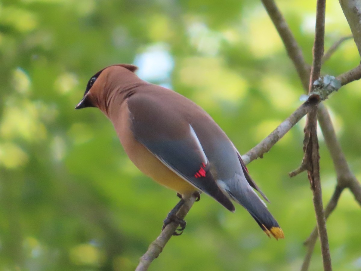 Cedar Waxwing - ML341589431
