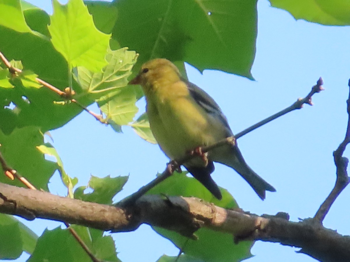 American Goldfinch - ML341589461