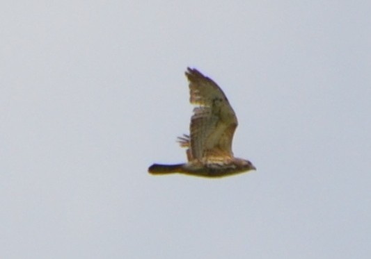 Broad-winged Hawk - ML341589621