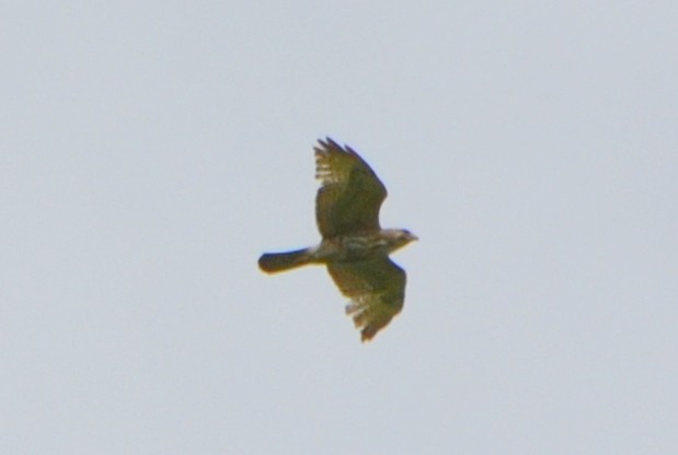 Broad-winged Hawk - ML341589631