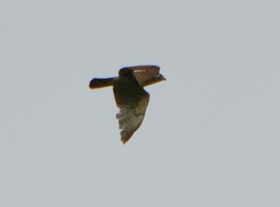 Broad-winged Hawk - ML341589641